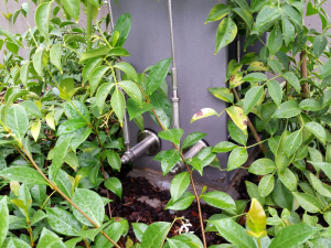 plant-selection-for-green-facades