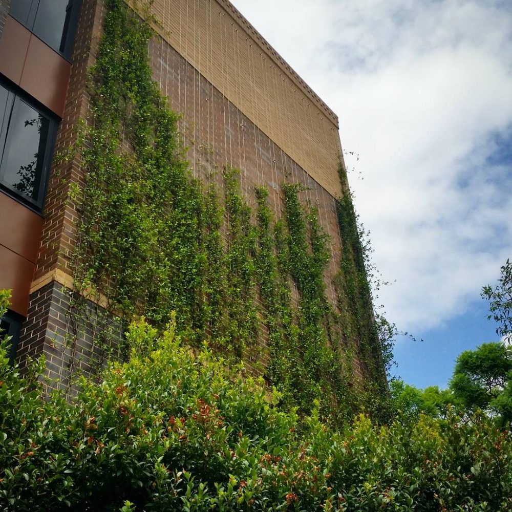 Image showcasing What is the Definition of a Green Facade? / Tensile Design & Construct ...