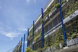 Top 5 Reasons Plants Die in Green Infrastructure Projects / Tensile Design & Construct