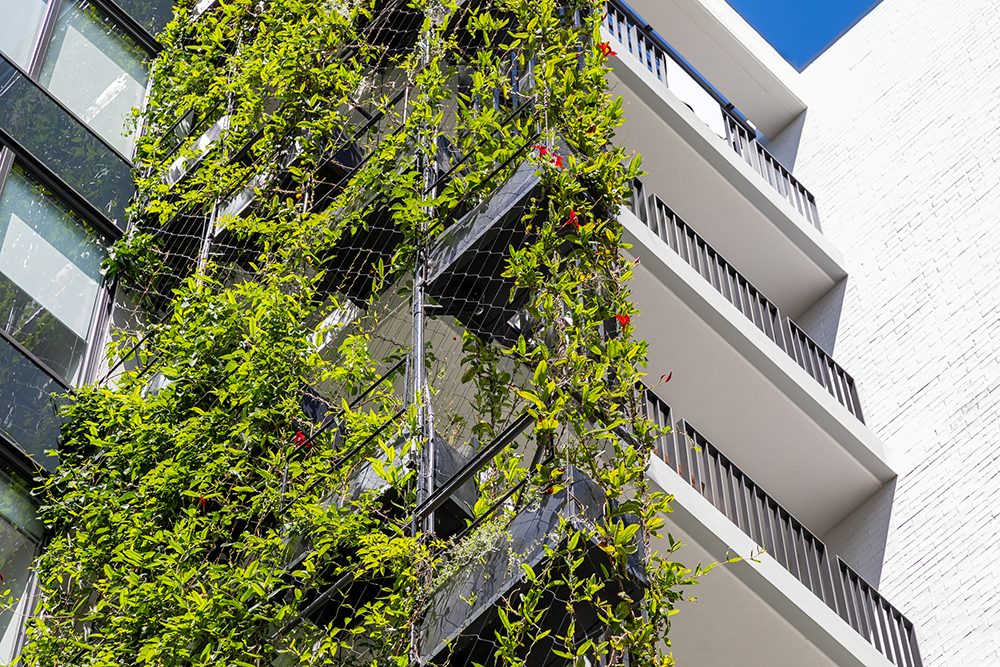Benefits of Wire Trellis Systems for Green Facades and Walls / Tensile Design & Construct