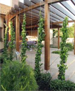 Light and Weather Considerations for Vertical Green Walls / Tensile Design & Construct