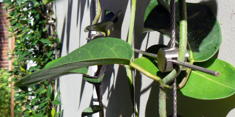 Green Facades: How to Make Sure They Flourish Year Round